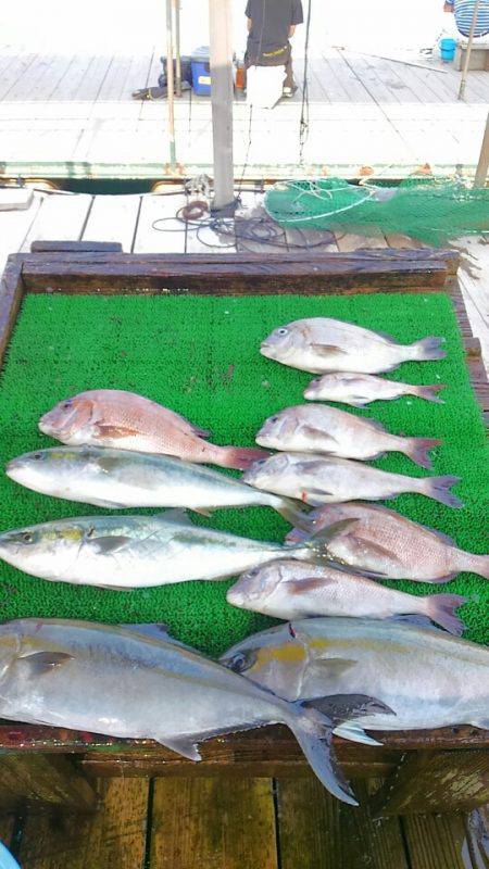 海の釣堀 海恵 釣果