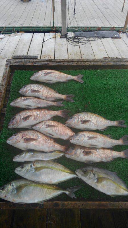 海の釣堀 海恵 釣果