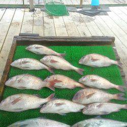 海の釣堀 海恵 釣果