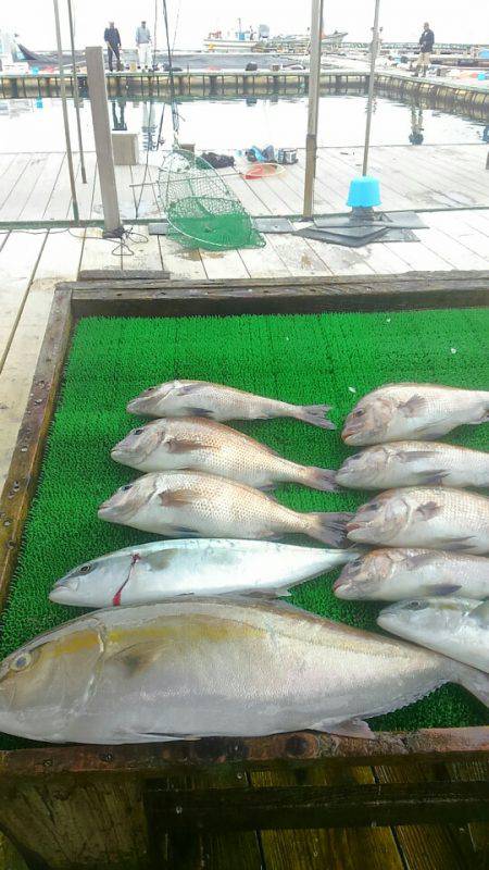 海の釣堀 海恵 釣果