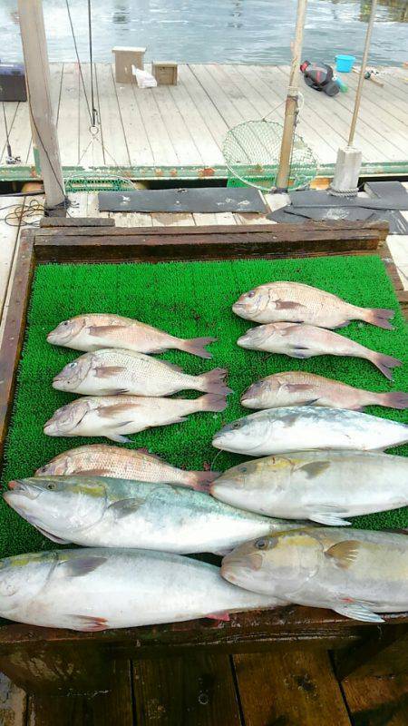 海の釣堀 海恵 釣果