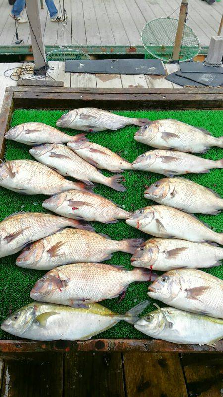 海の釣堀 海恵 釣果