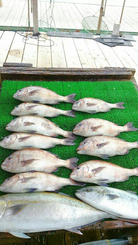 海の釣堀 海恵 釣果