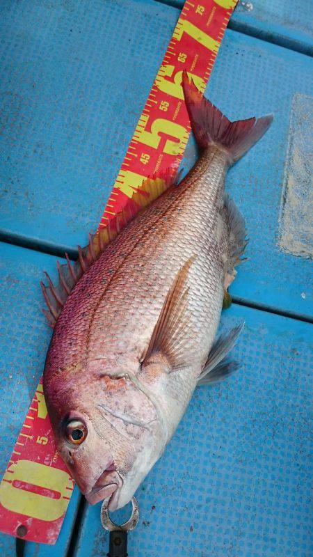 シースナイパー海龍 釣果