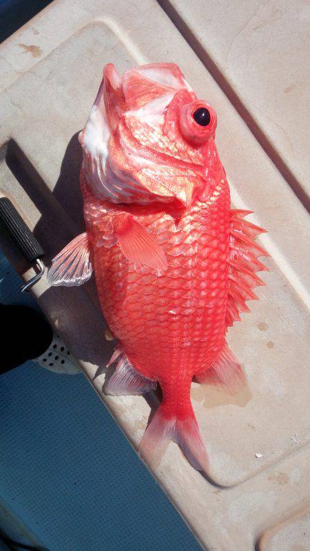 香織丸 釣果