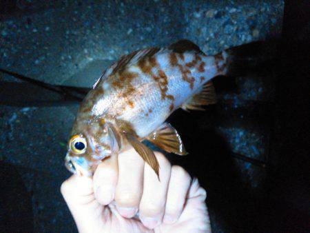 根魚不発チャリコ祭り