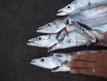 雨と、太刀魚と、鳥。