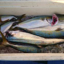 釣り船武蔵 釣果