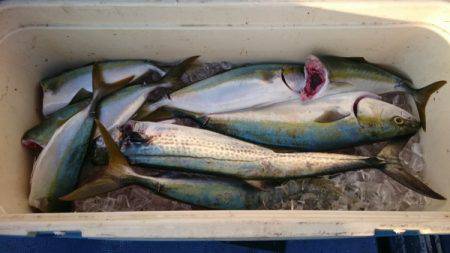 釣り船武蔵 釣果