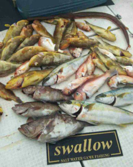 swallow 釣果