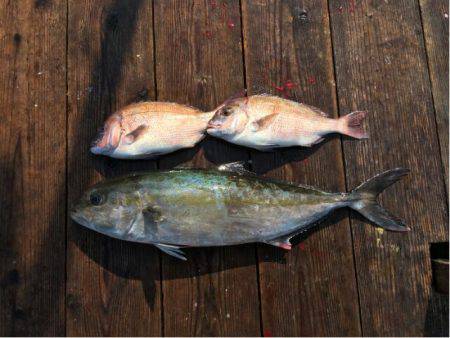 由良海上釣り堀 海人 釣果