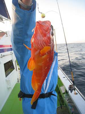 松栄丸 釣果