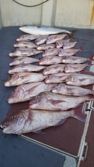 飛燕さくら丸 釣果