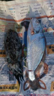 秀丸 釣果