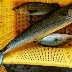 明神釣船 釣果