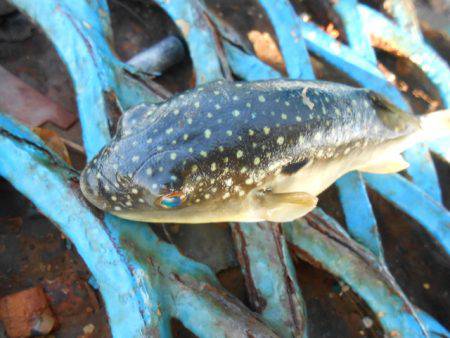 オリジナルメーカー海づり公園(市原市海づり施設) 釣果