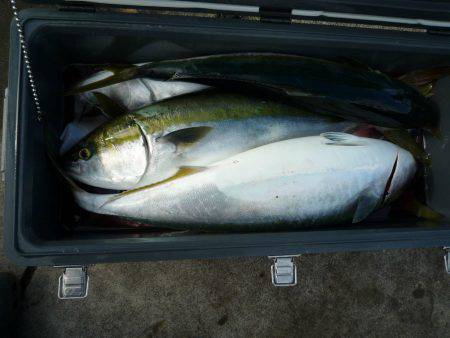 浅間丸 釣果