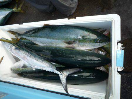 浅間丸 釣果