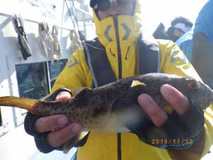 石川丸 釣果