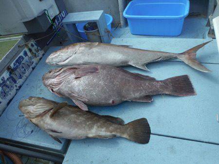 オーシャンパイオニア 釣果