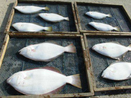 大進丸（愛知） 釣果