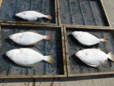 大進丸（愛知） 釣果