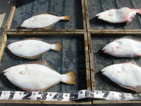 大進丸（愛知） 釣果