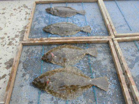 大進丸（愛知） 釣果