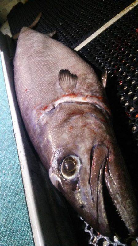 群星・むるぶし 釣果