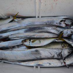 アジアマリンサービス 釣果