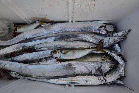 アジアマリンサービス 釣果