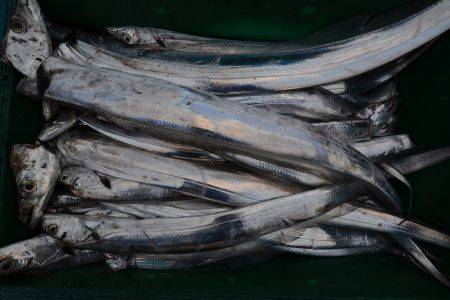 アジアマリンサービス 釣果