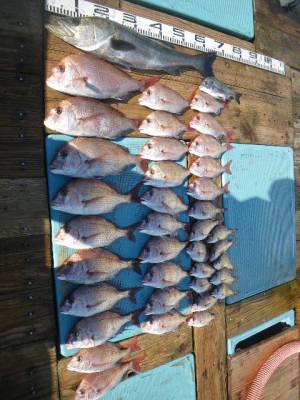 磯部釣船 直栄丸 釣果