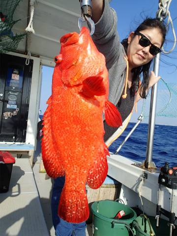 ゆりか 釣果