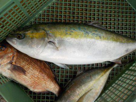 淡路じゃのひれフィッシングパーク 釣果