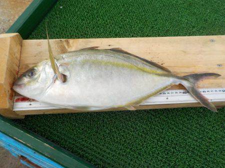 淡路じゃのひれフィッシングパーク 釣果