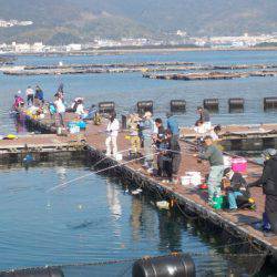 淡路じゃのひれフィッシングパーク 釣果