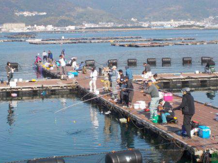 淡路じゃのひれフィッシングパーク 釣果