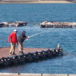 淡路じゃのひれフィッシングパーク 釣果