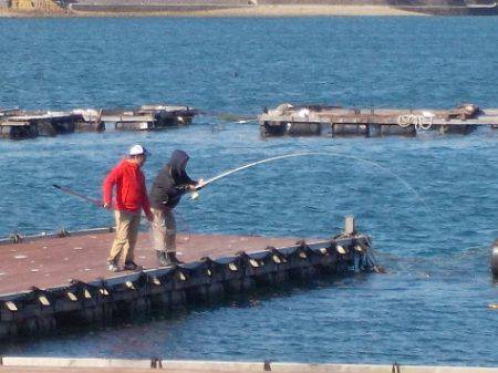 淡路じゃのひれフィッシングパーク 釣果