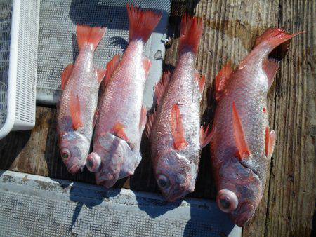 小海途 釣果