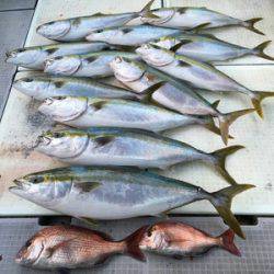 ミタチ丸 釣果