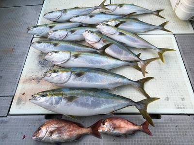 ミタチ丸 釣果