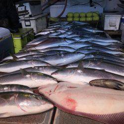 幸風（さちかぜ） 釣果