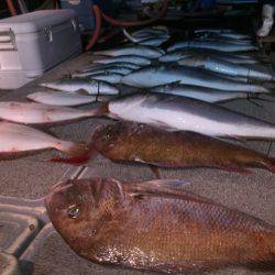 幸風（さちかぜ） 釣果