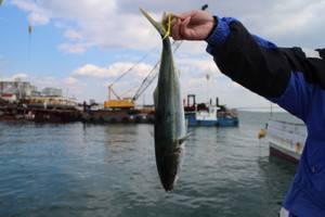 魚英 釣果