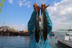 魚英 釣果