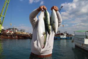 魚英 釣果