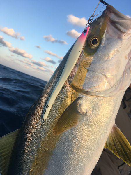 松鶴丸 釣果