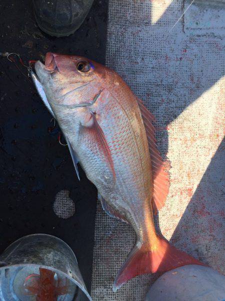 たいし丸 釣果